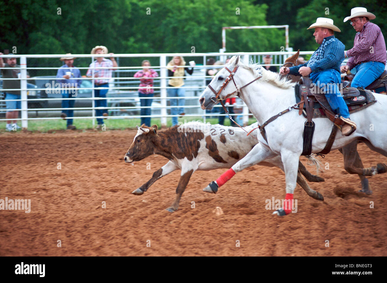 Due cowboy che cerca di catturare un toro in Steer Wrestling a Smalltown PRCA Rodeo , Bridgeport , Texas, Stati Uniti d'America Foto Stock