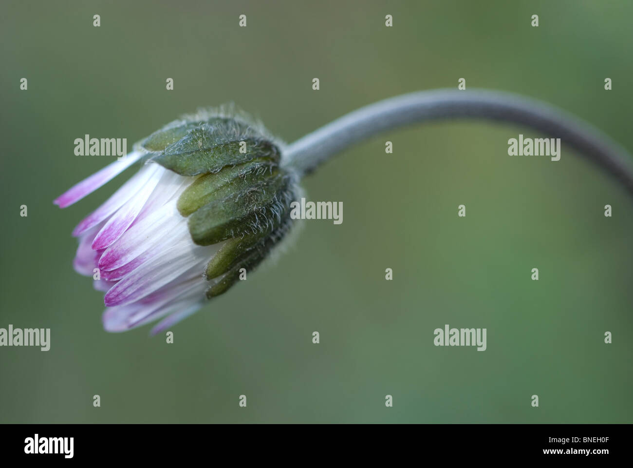 Daisy meridionale (Bellis sylvestris) Foto Stock