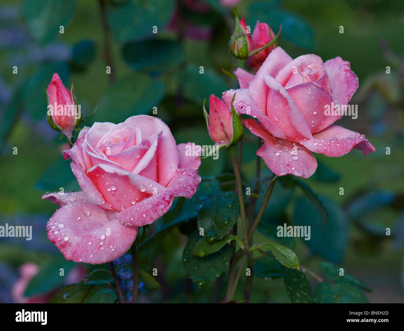 La rugiada ricoperto di rose nel giardino di rose a Ainay-Le-Vieil Foto Stock