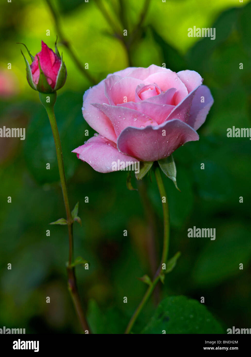 In prossimità di una coperta di rugiada rose nel giardino di rose a Ainay-Le-Vieil Foto Stock