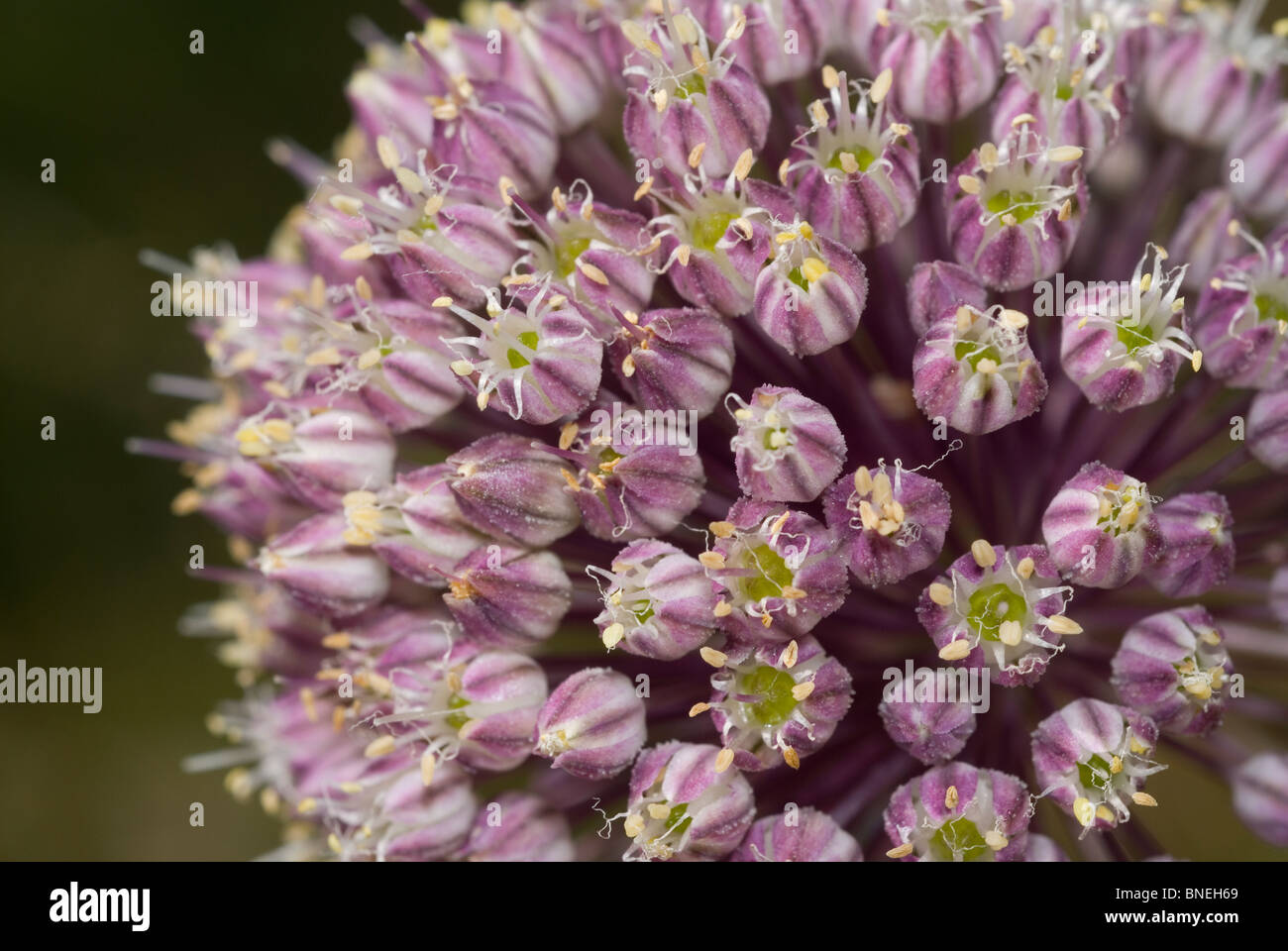 Latifoglie Porro selvatico (Allium ampeloprasum) Foto Stock