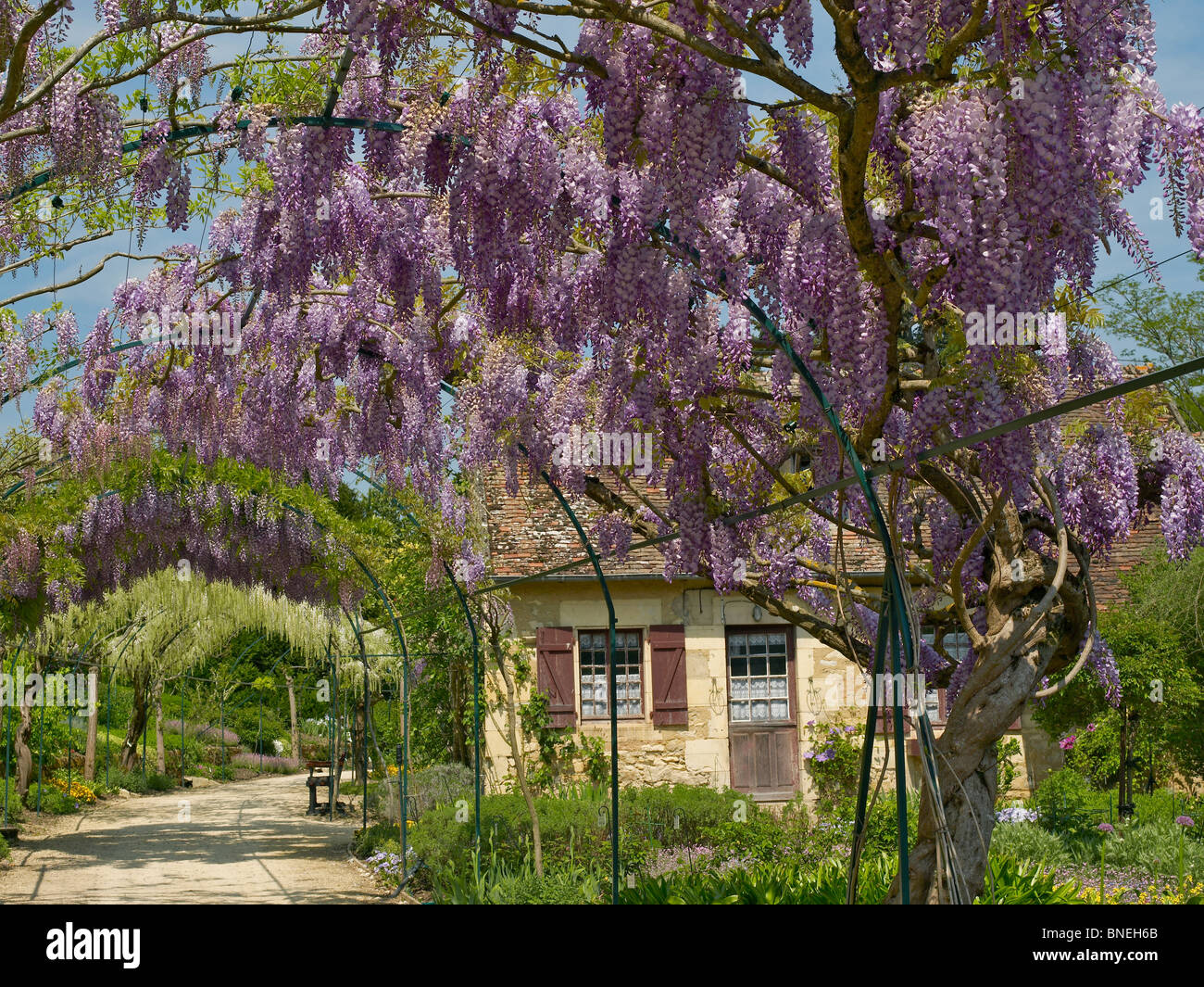 La lunga con pergola di glicine fioritura in primavera a Apremont Foto Stock