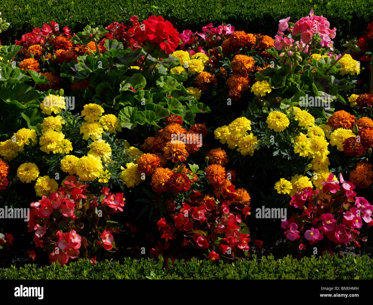 Close up dettaglio delle begonie e francese Le calendule nel giardino fiorito a Bouges Foto Stock
