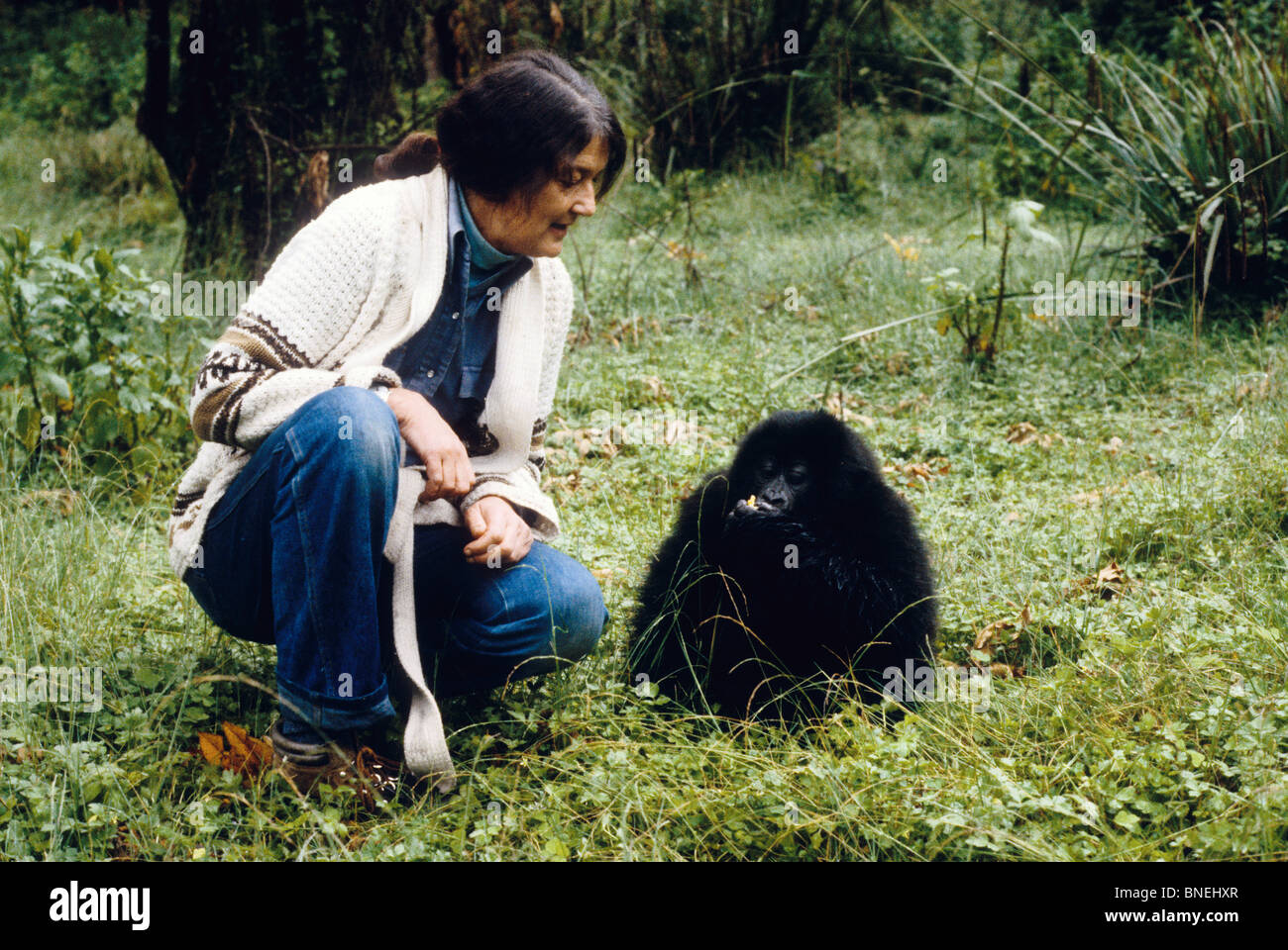 Dian Fossey con baby Gorilla era un americano dello zoologo che ha intrapreso un ampio studio in Ruanda in Africa Foto Stock
