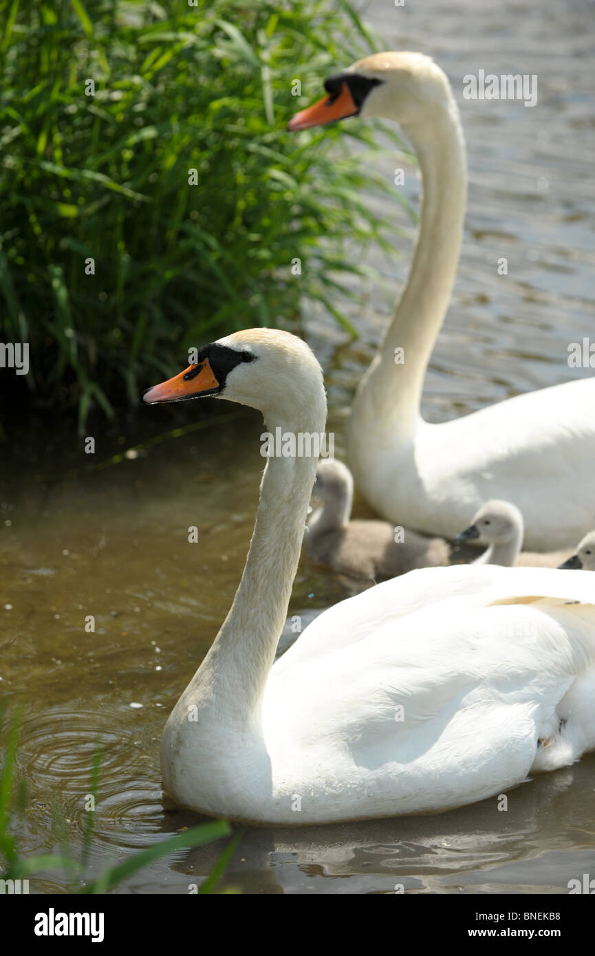 Una coppia di cigni con loro cygnets sulle rive di un fiume vicino a una banca di erba in estate il sole Foto Stock