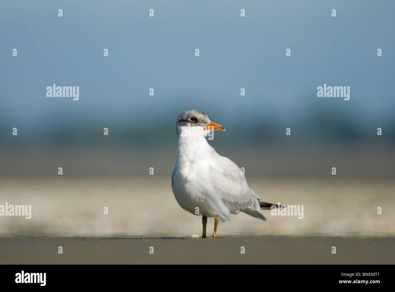 I capretti Caspian Tern Hydroprogne caspia Foto Stock