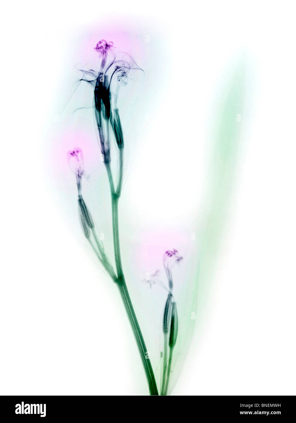 X-ray di fiori daylily Foto Stock