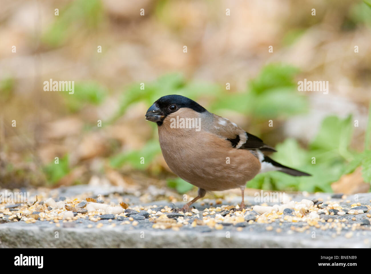 Bullfinch maschio Pyrrhula pyrrhula Foto Stock