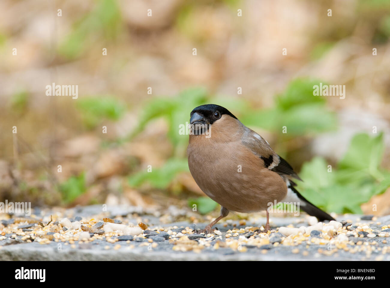 Bullfinch maschio Pyrrhula pyrrhula Foto Stock