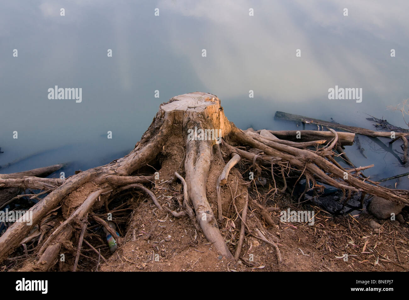 Un ceppo di albero alla riva di un'acqua contaminata Vicino a Ghesher Alumot Galilea Israele Foto Stock