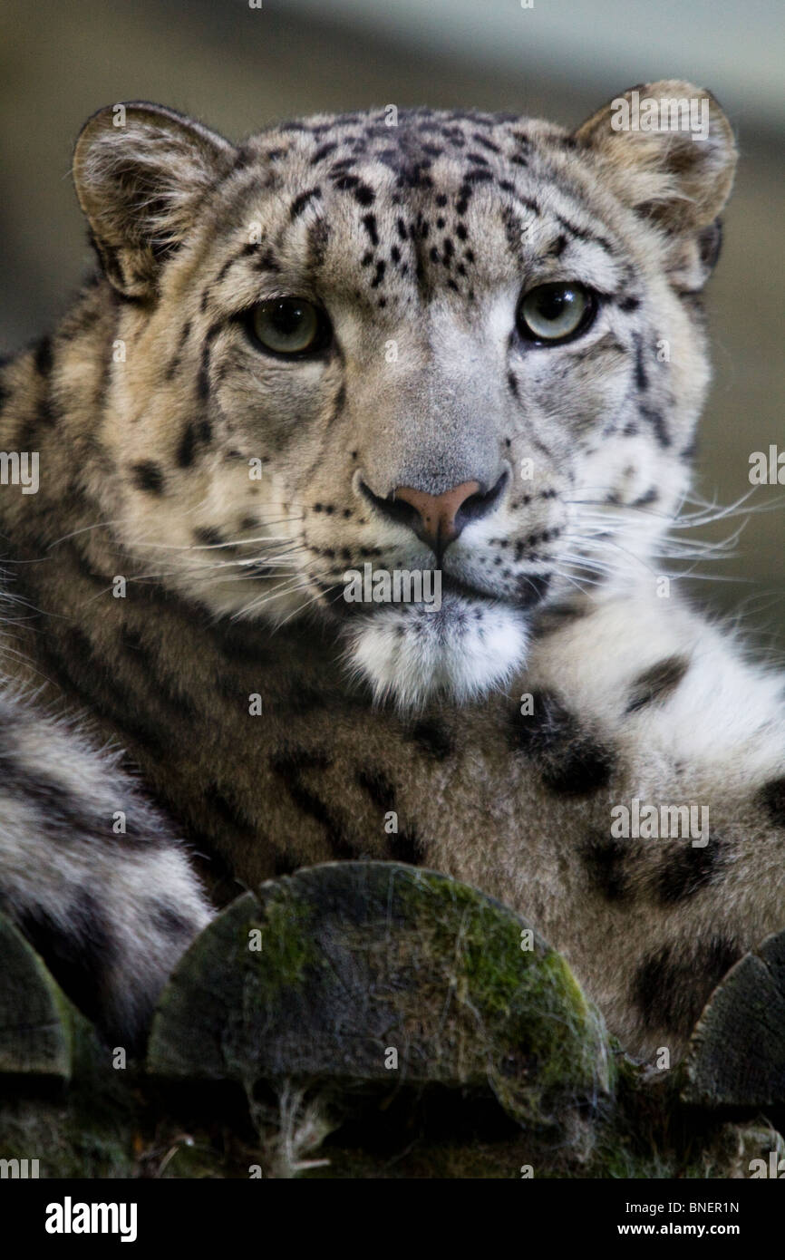 Snow Leopard, Beauval Zoo Foto Stock