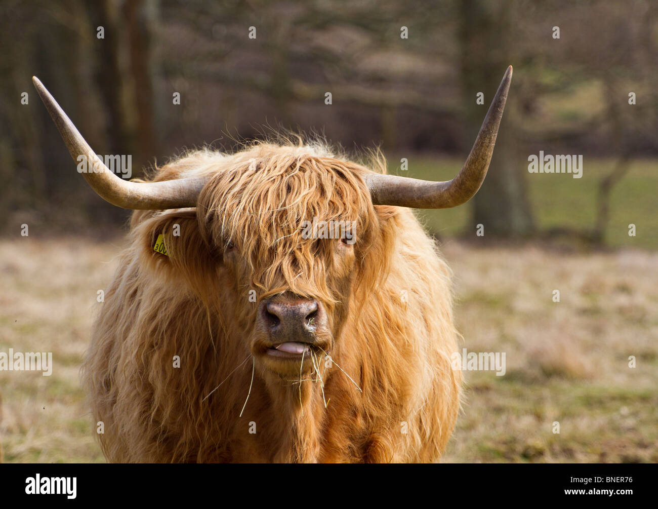 Highland mucca alimentando all'insilato Foto Stock