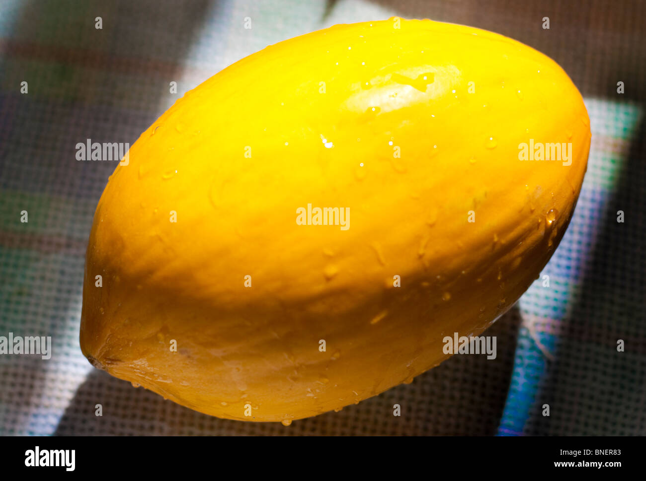 Un canarino giallo melone Foto Stock