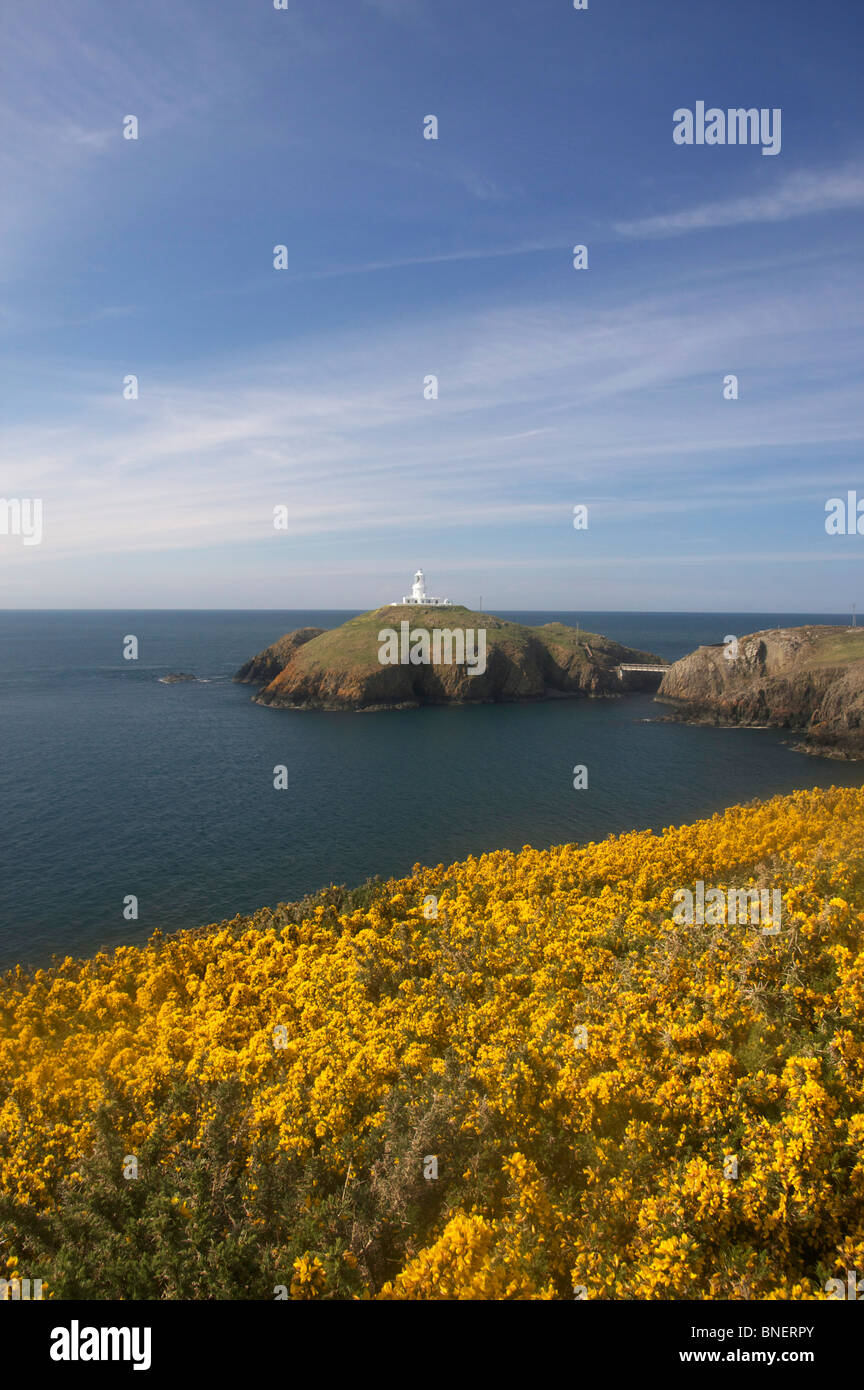 Strumble Head Lighthouse nella primavera del Pembrokeshire Coast National Park West Wales UK Foto Stock