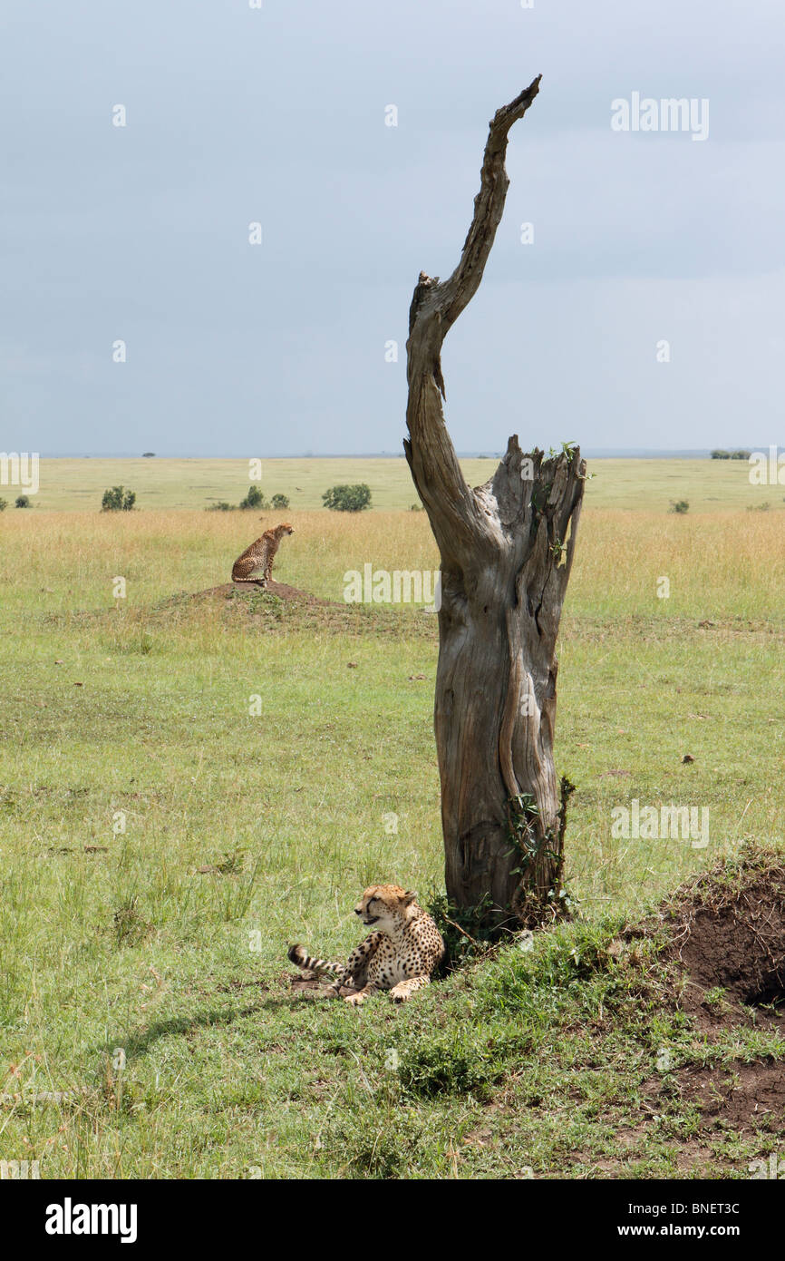 Cheetah fratelli sotto un albero, il Masai Mara, Kenya Foto Stock