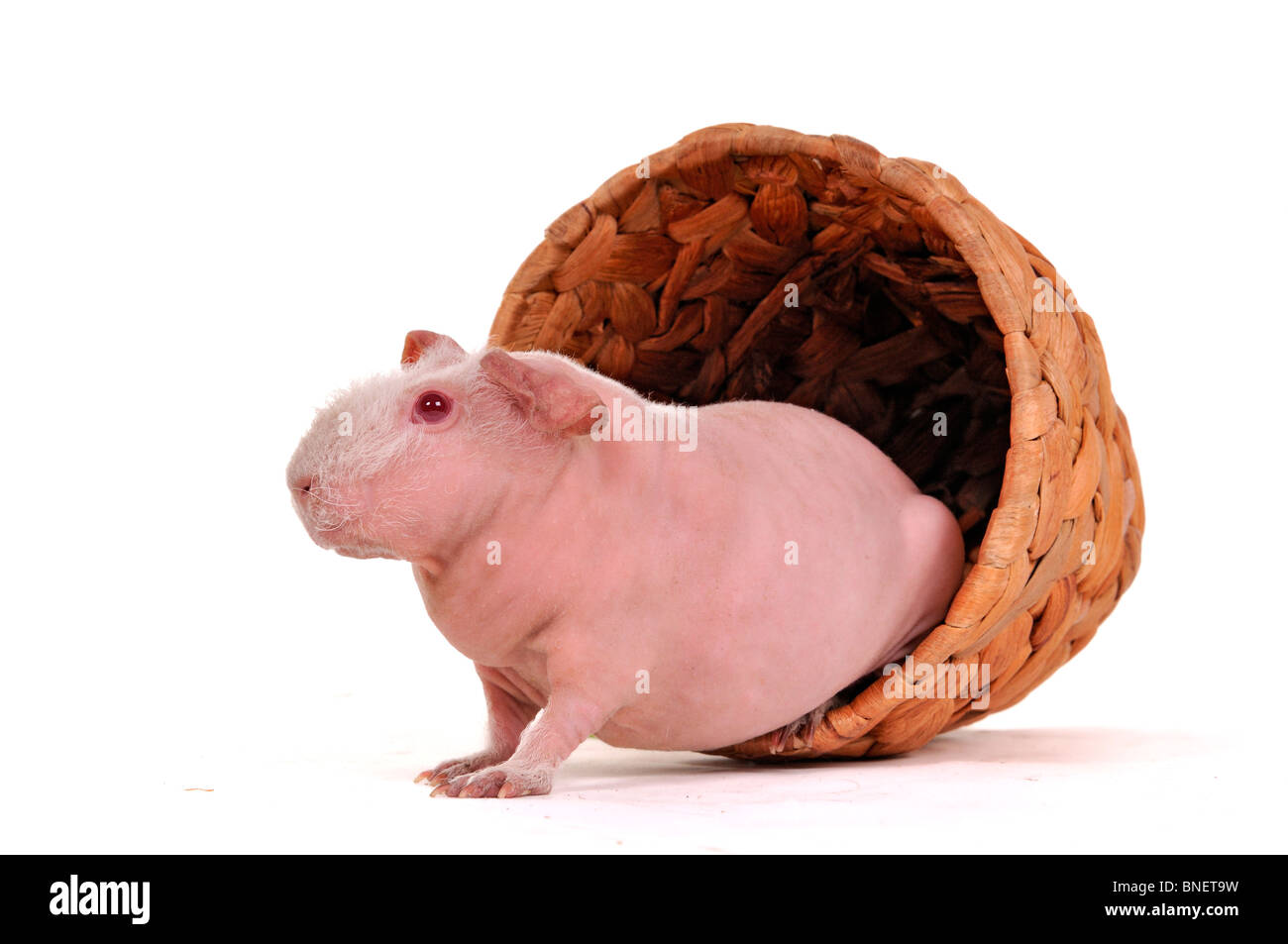 Carino Cavy in un vaso di fiori Foto Stock