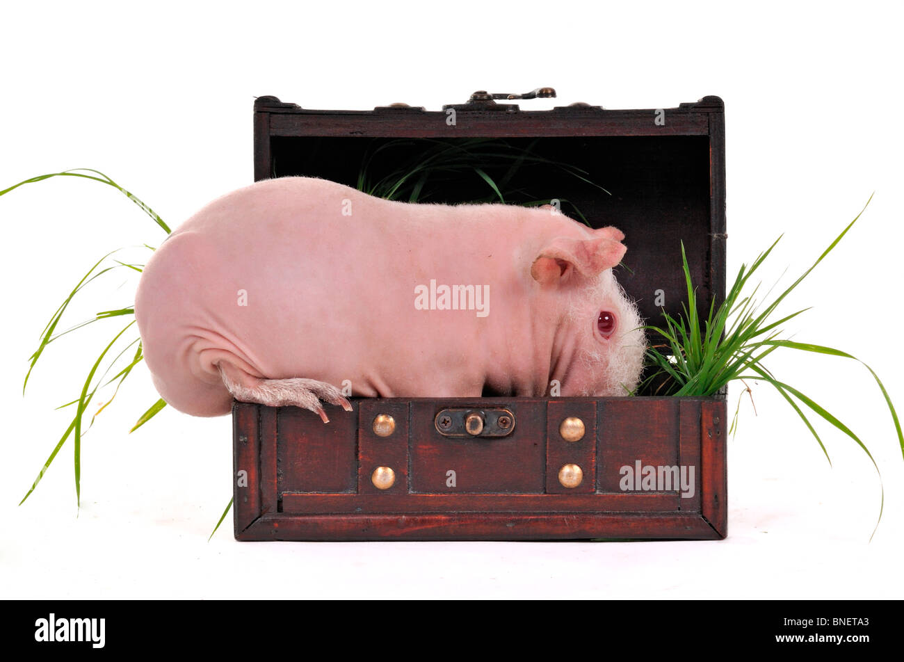 Skinny Cavy seduto in un tronco Foto Stock
