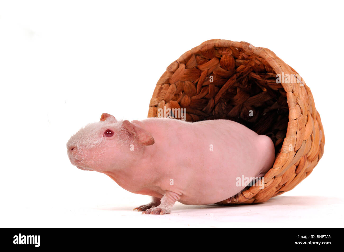 Funny cavia in una pentola Foto Stock