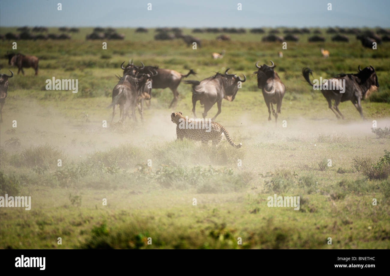 Cheetah inseguono a GNU, Serengeti Tanzania Foto Stock