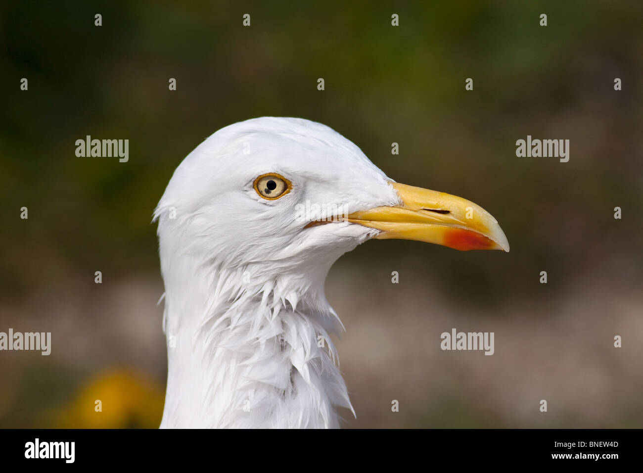 Aringa Gull occhi me up Foto Stock