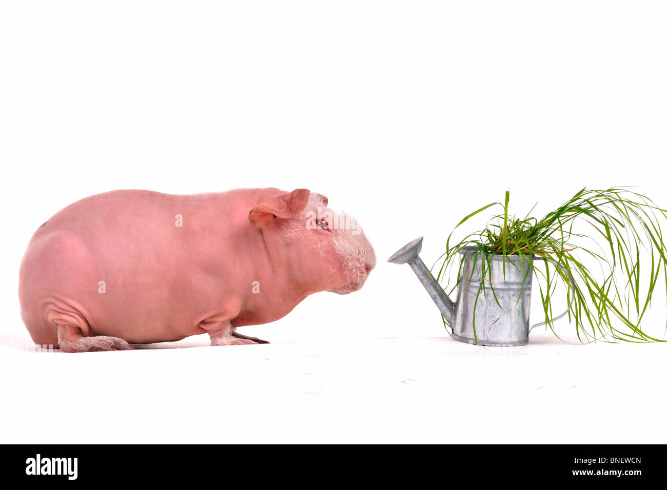 La cavia avvicinando il suo pasto vegetariano Foto Stock