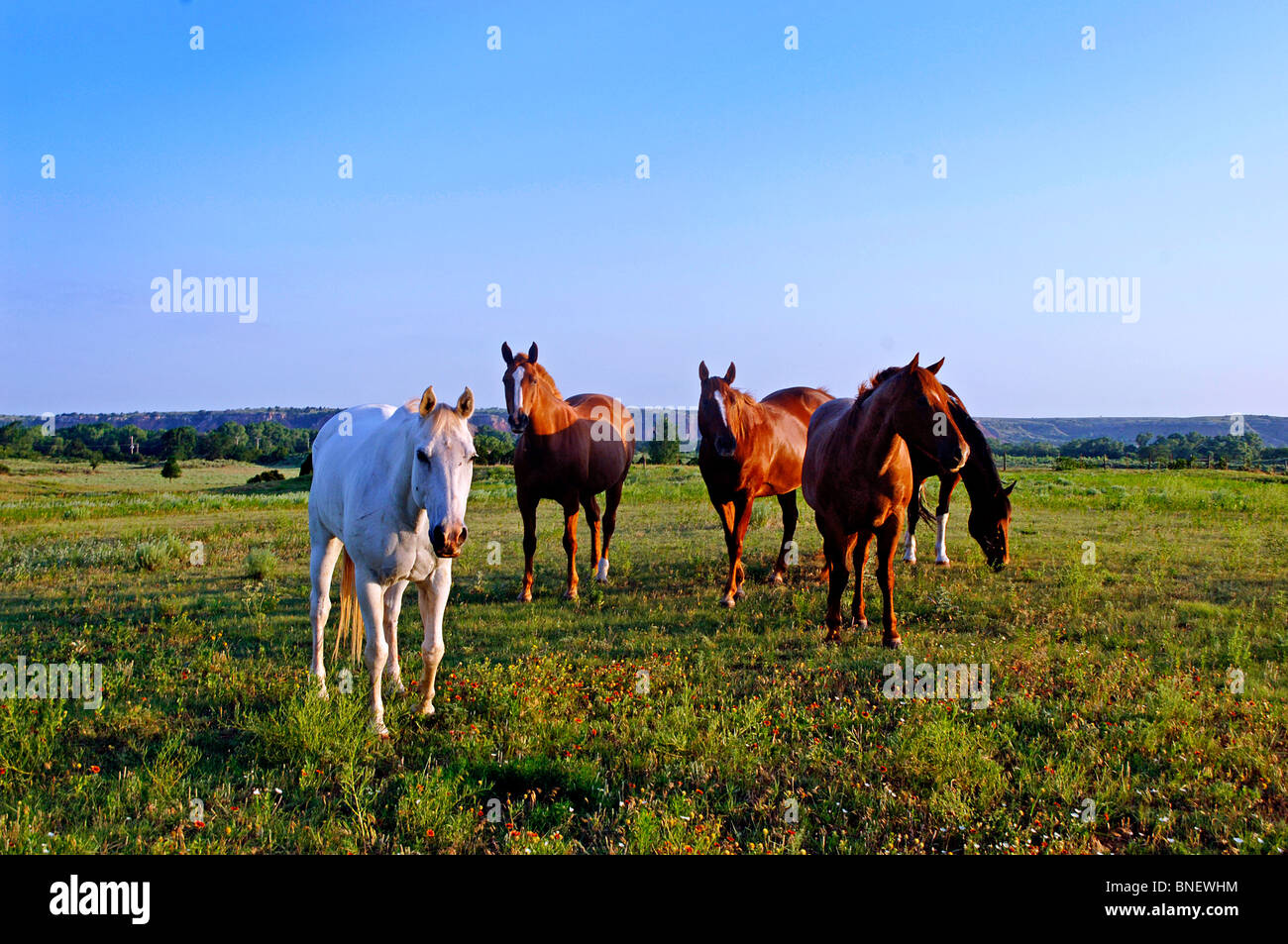 Noi heartland include, farmscapes, ranch terra, strade polverose, erba terre, bovini, cavalli, argilla rossa, rosso sporco e aree desolate Foto Stock