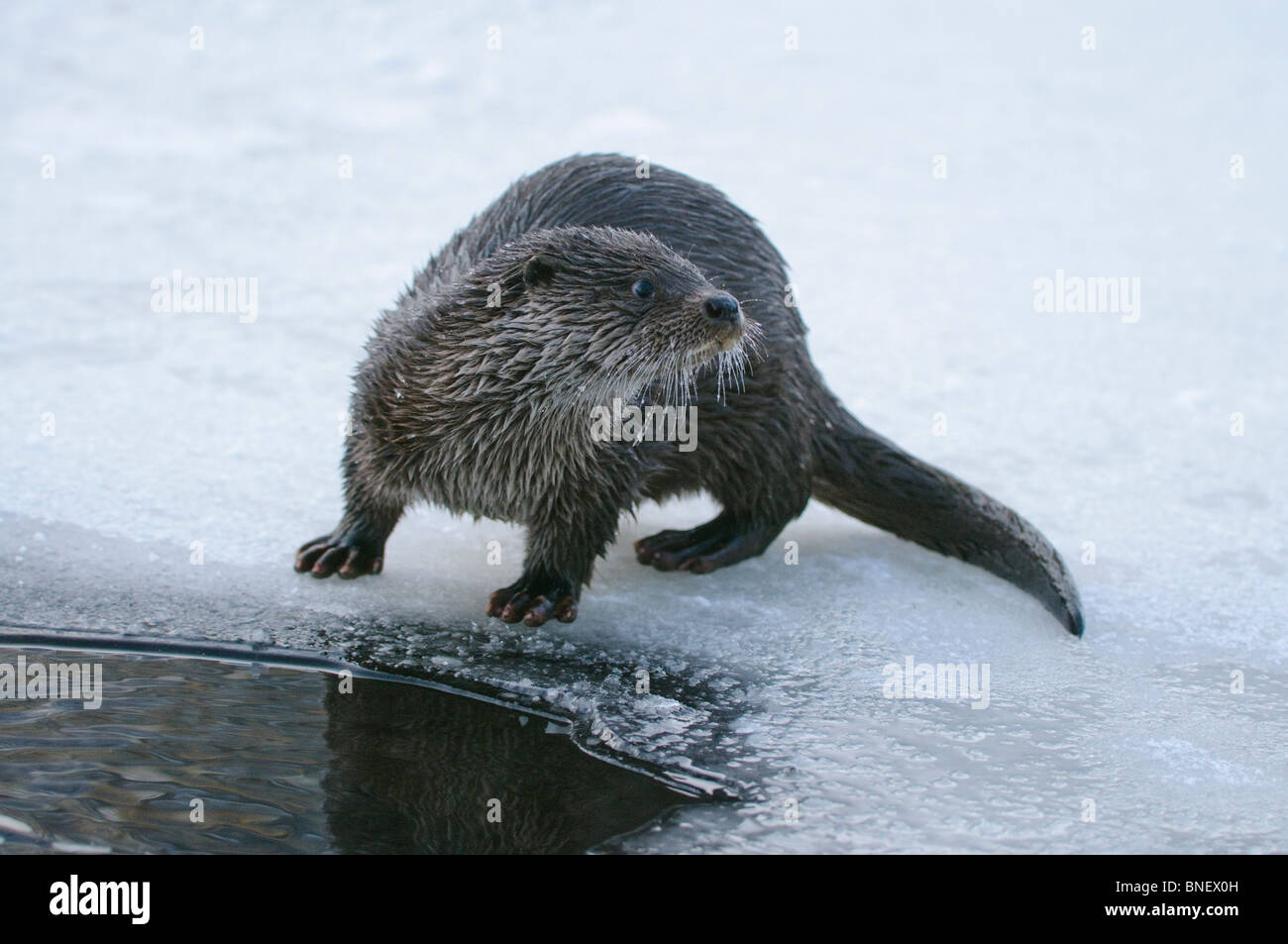 I giovani europei di lontra (Lutra lutra) su un fiume congelato a Kajaani, Finlandia in febbraio a temp. meno 38 C Foto Stock