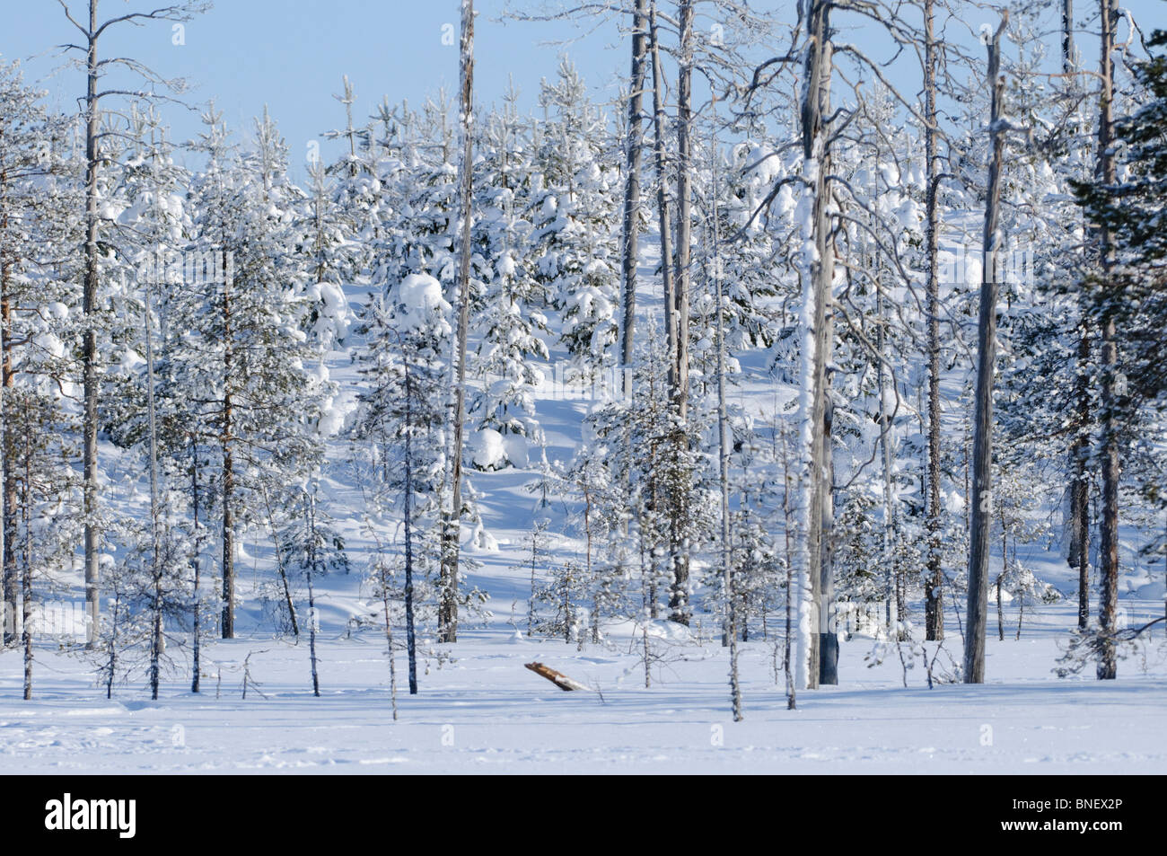 La Taiga o foresta boreale nella zona di Kuhmo Finlandia, nei pressi della frontiera con la Russia, nel febbraio Foto Stock