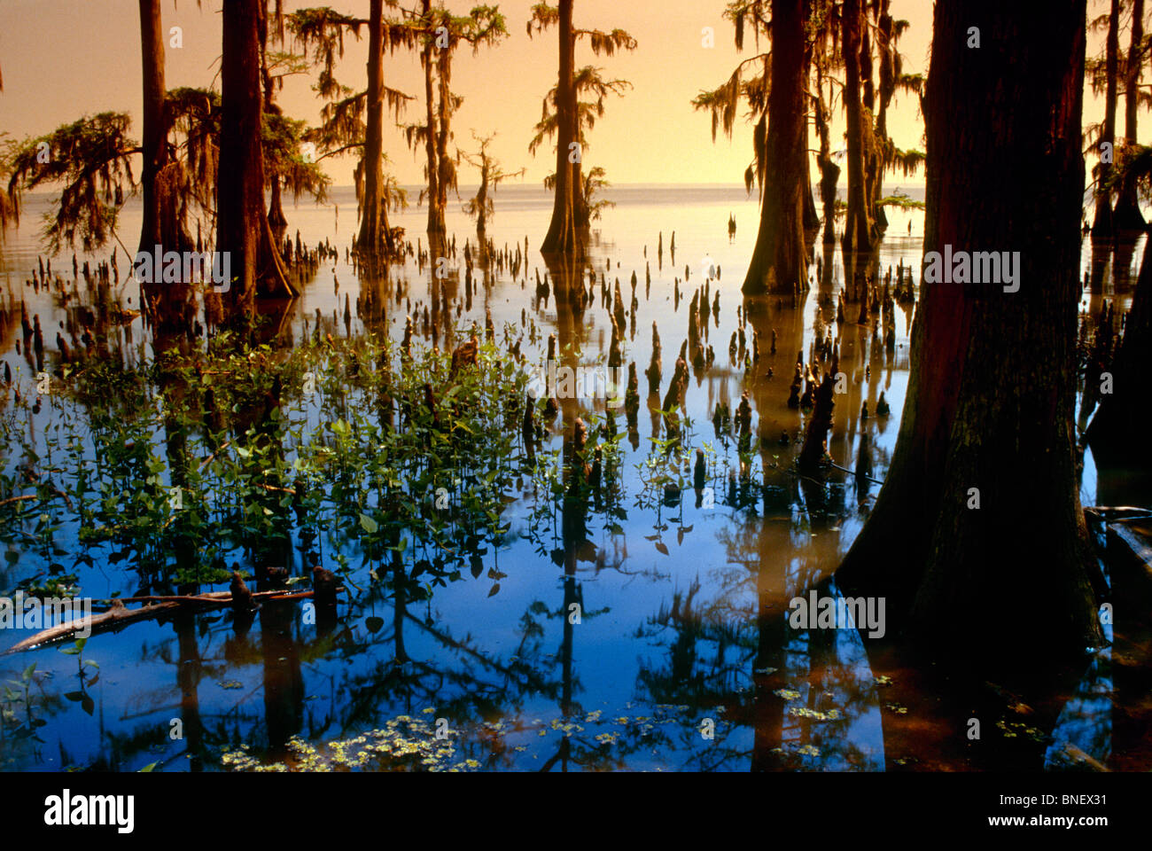 Atchafalaya palude con cipresso calvo alberi in luce surreale dove la più grande palude si apre verso il golfo del Messico prima di fuoriuscite di olio Foto Stock