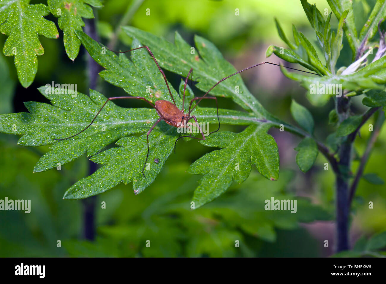 Daddy Long-gambe spider alimentazione su effimere nella primavera in stato up New York Foto Stock