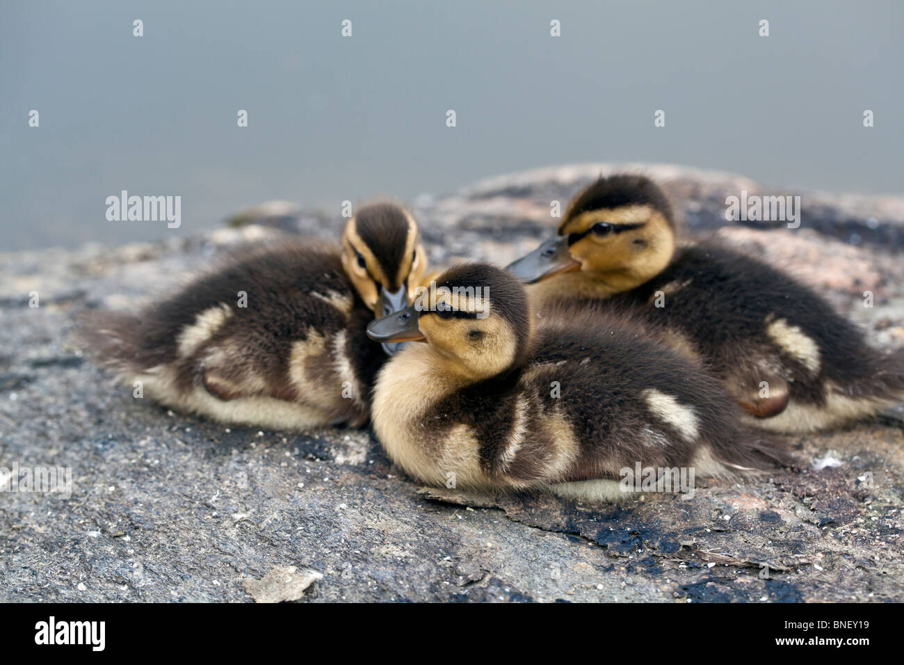 Baby le anatre domestiche Foto Stock