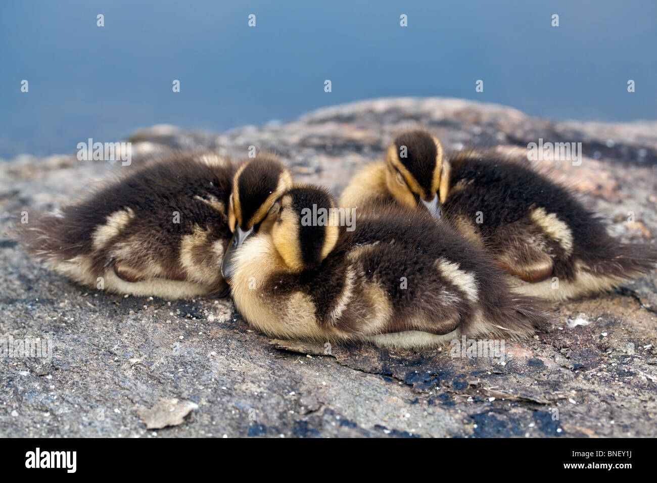 Baby le anatre domestiche Foto Stock