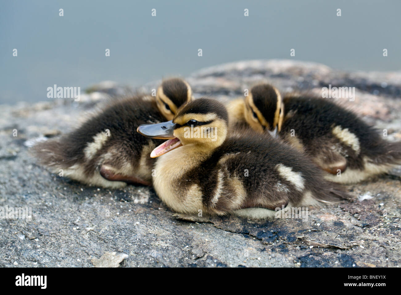 Baby le anatre domestiche Foto Stock
