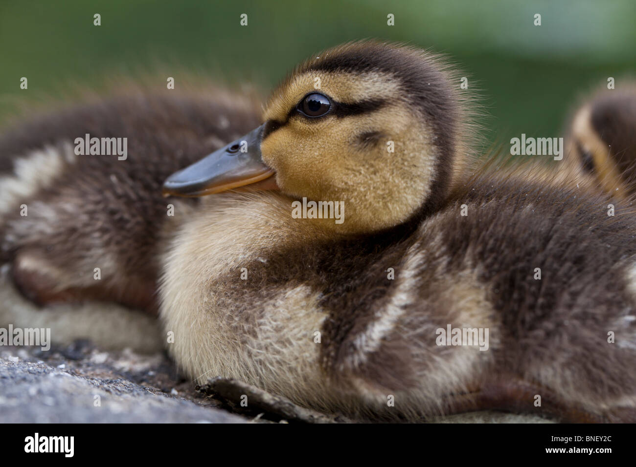 Baby le anatre domestiche Foto Stock