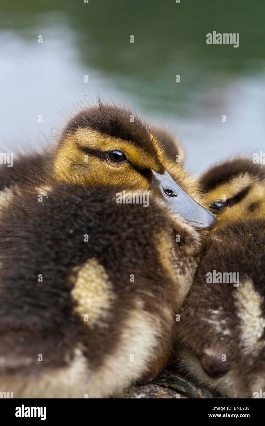 Baby le anatre domestiche Foto Stock