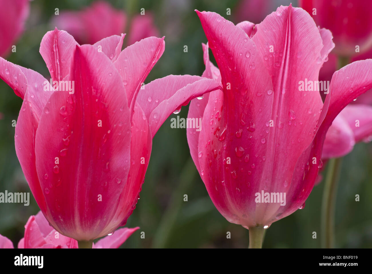 Due tulipani rosa con gocce di vista frontale sfocati sfocati sfocati sfondi premium di lusso rosa i colori brillanti delle foto ad alta risoluzione Foto Stock