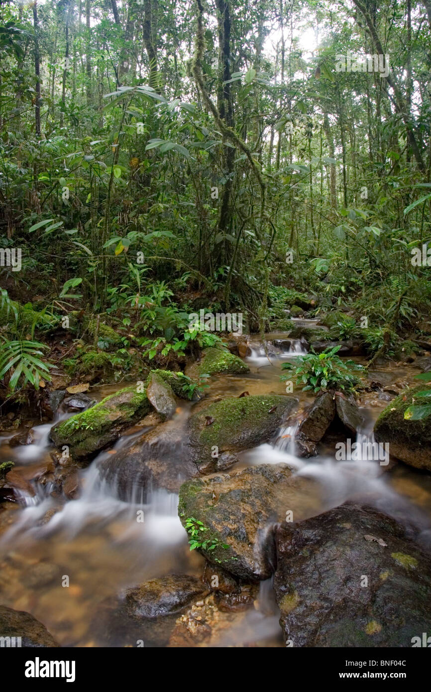 Flusso della foresta pluviale in foreste montane, Mount Kinabalu, Sabah, Malaysia Foto Stock