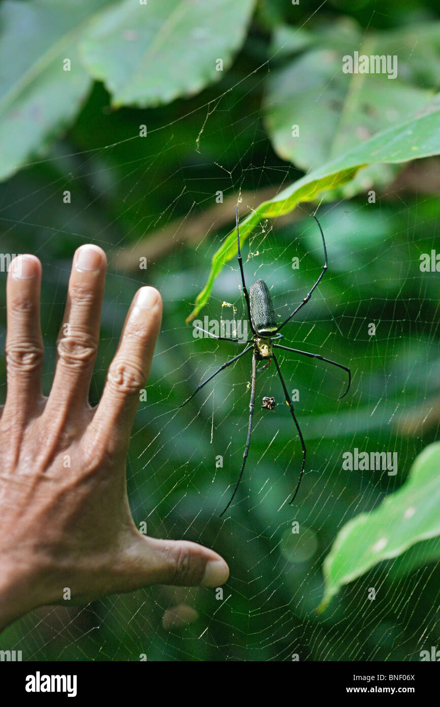 Mano d'uomo accanto a un ragno di grandi dimensioni su un nastro, Sabah, Malaysia Foto Stock