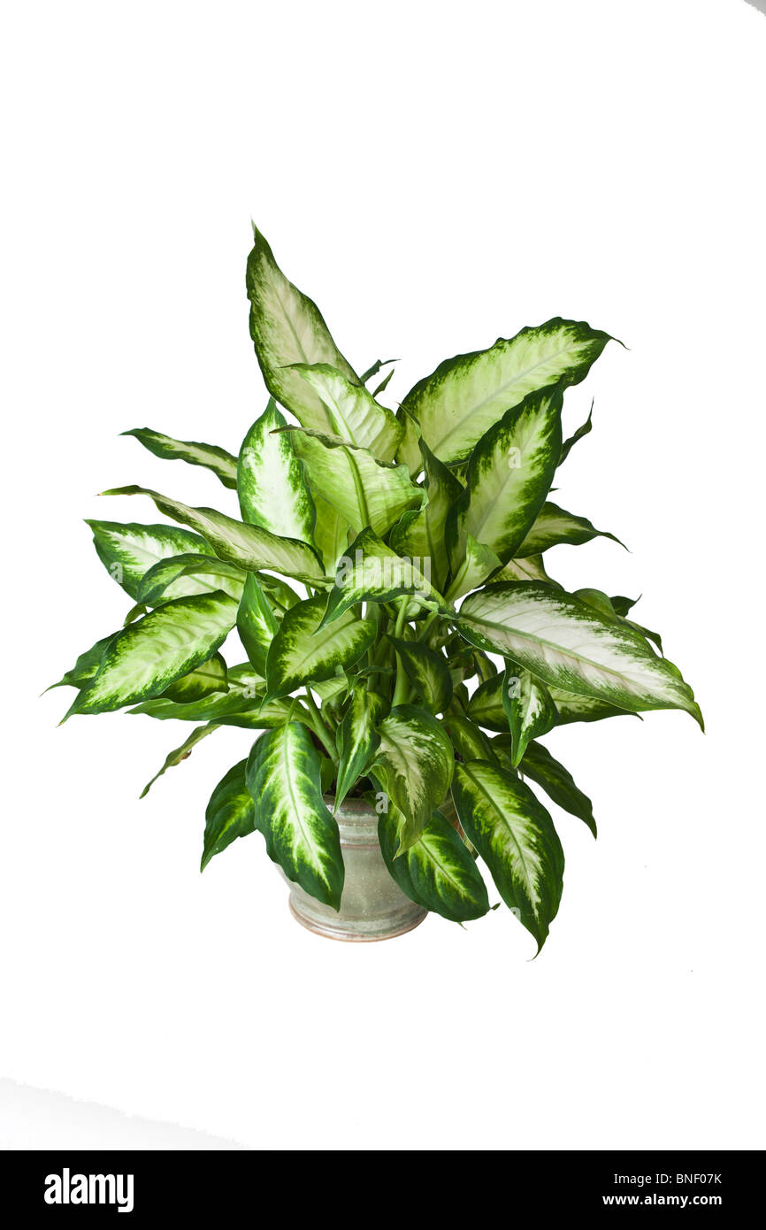 Dieffenbachia tropicale pianta in vaso. © Myrleen Pearson Foto Stock