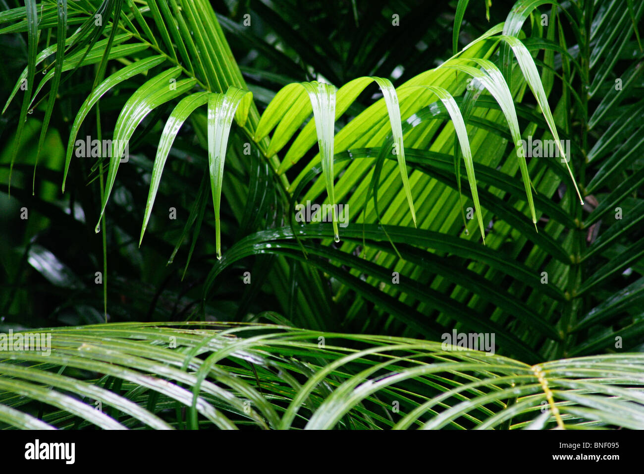 Fronde di palma, Sabah, Malaysia Foto Stock