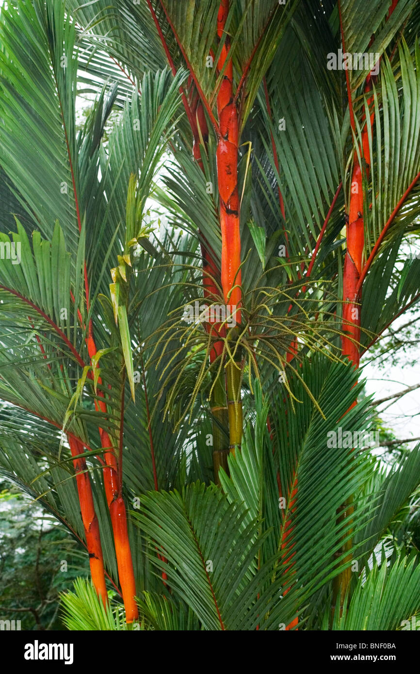 Rosso di steli e foglie verdi del rosso Ceralacca Palms (Cyrtostachys renda), Sabah, Malaysia Foto Stock