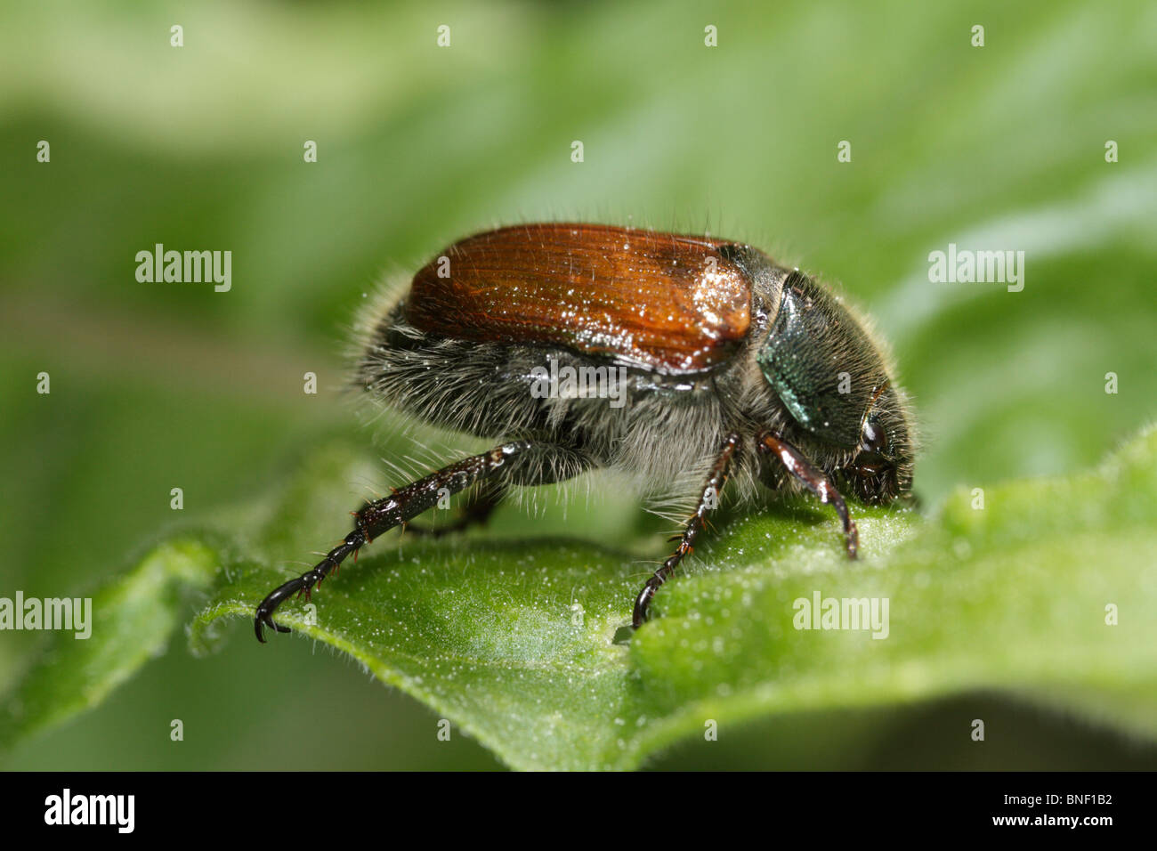 Giardino (Chafer Phyllopertha horticola) su una foglia. Questo beetle è talvolta chiamato 'Maikäfer', può bug o può beetle Foto Stock