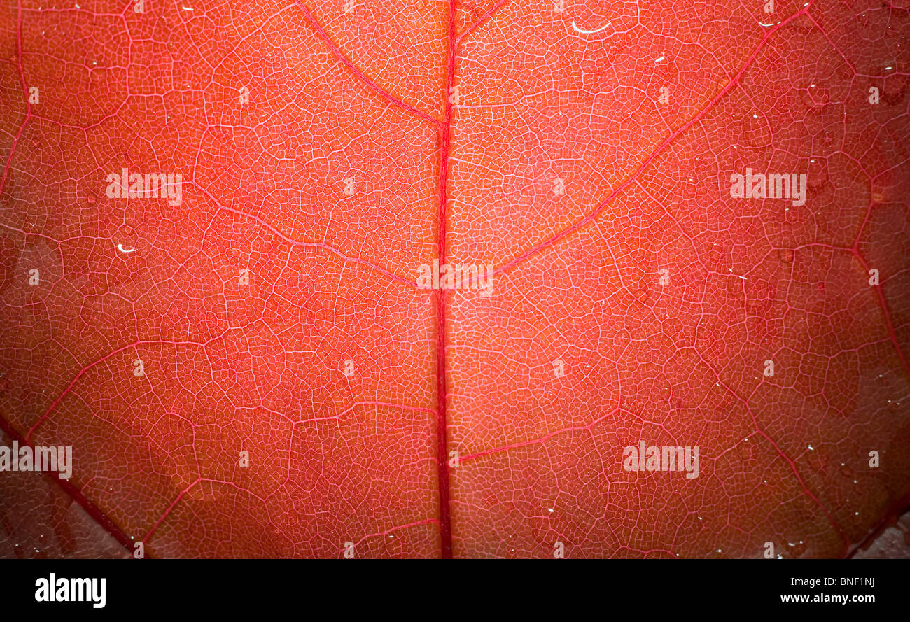 La consistenza della foglia rossa, macro immagine, concetto Natura Foto Stock