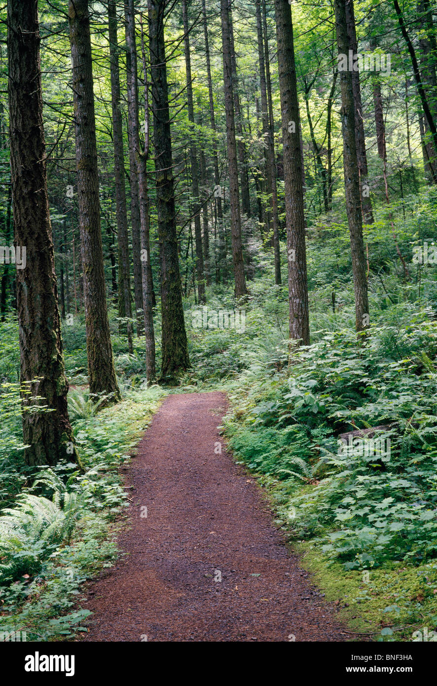 Road passando attraverso una foresta, John B Yeon parco statale, Columbia River Gorge, Oregon, Stati Uniti d'America Foto Stock