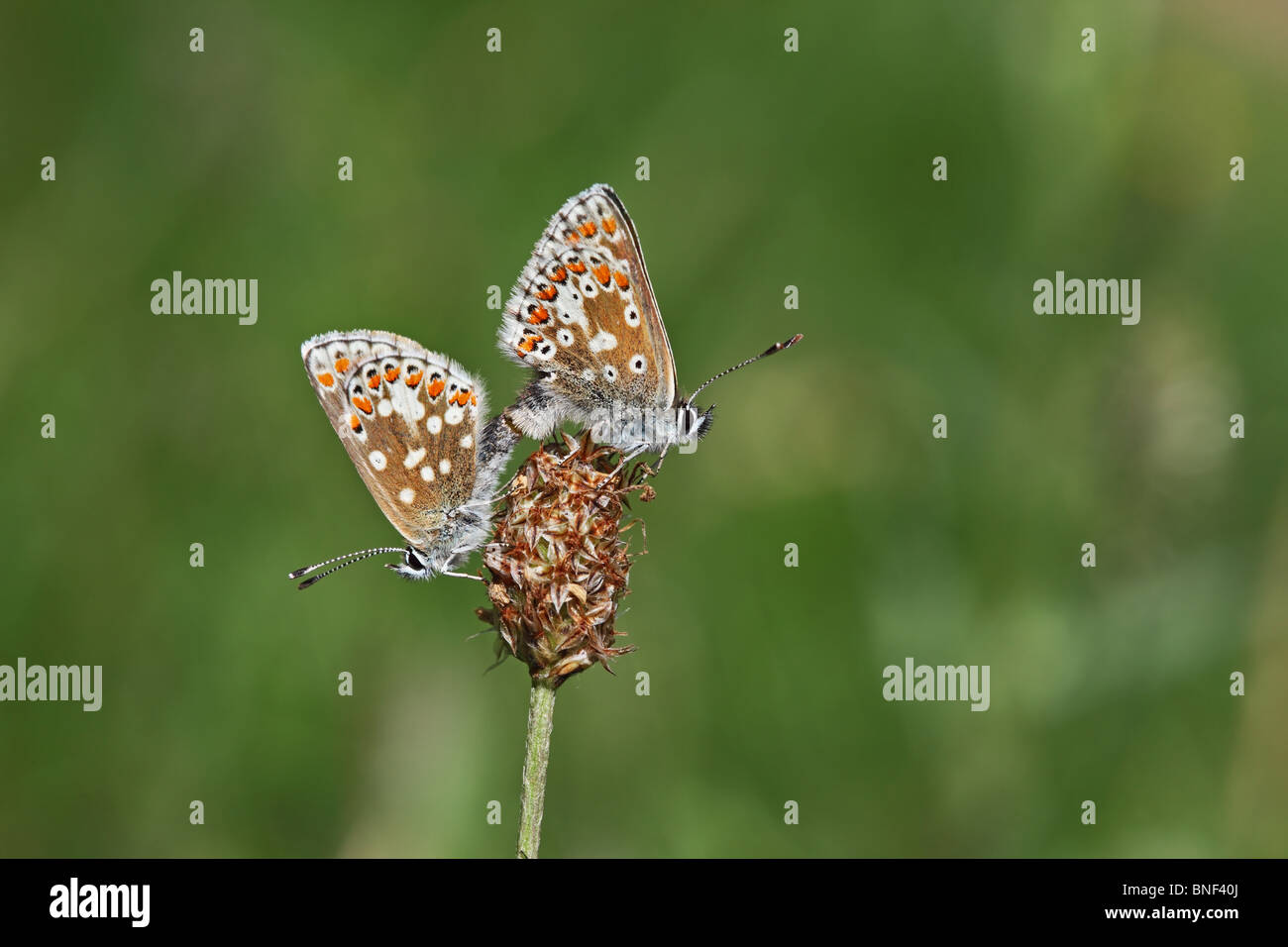 Maschio e femmina Durham Argus Aricia artaserse salmacis farfalle coniugata North East England Regno Unito Foto Stock
