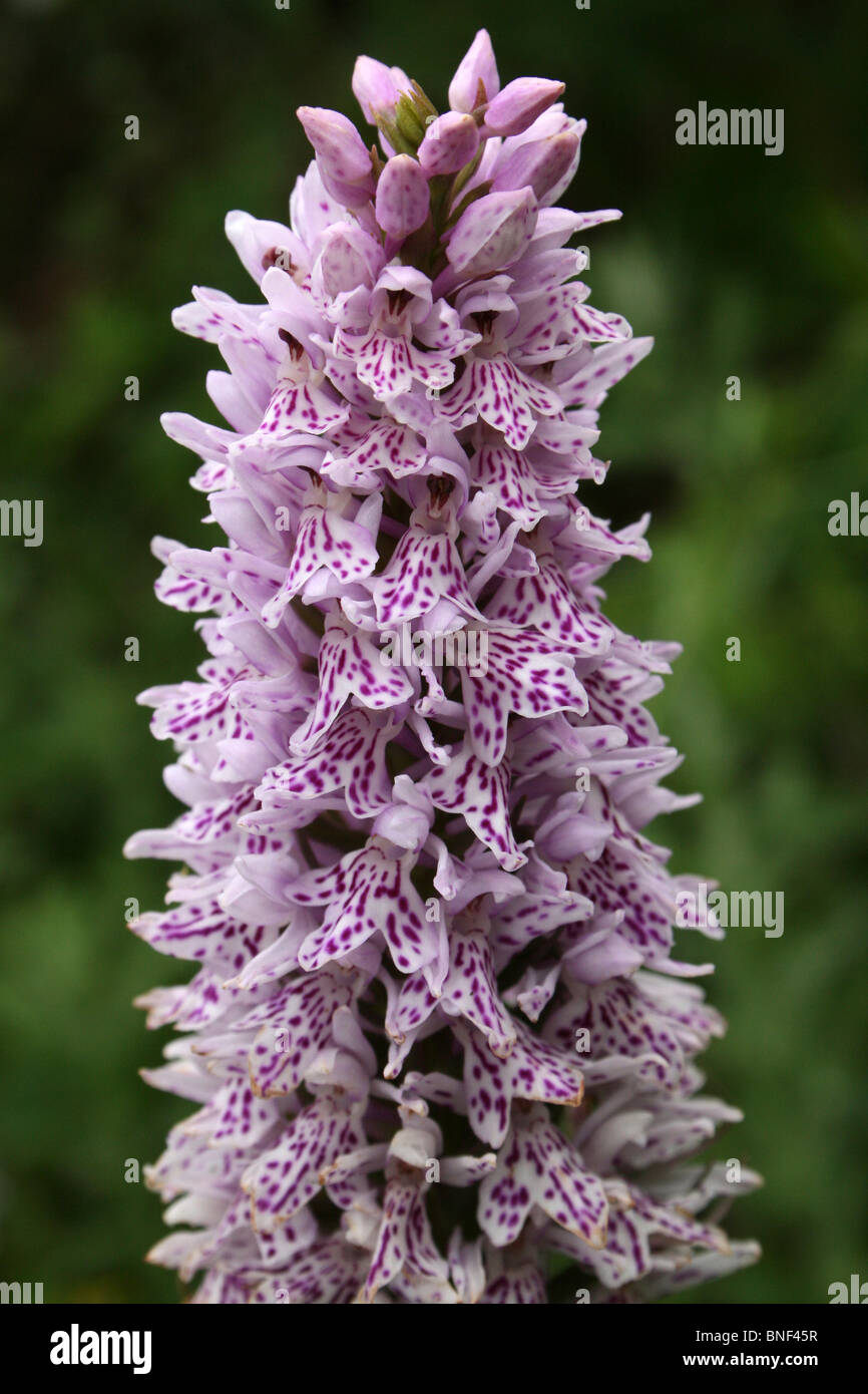 Close up Del Fiore Spike di un comune Spotted-orchidea Dactylorhiza fuchsii prese al punto Penmon, Anglesey, Galles, Regno Unito Foto Stock