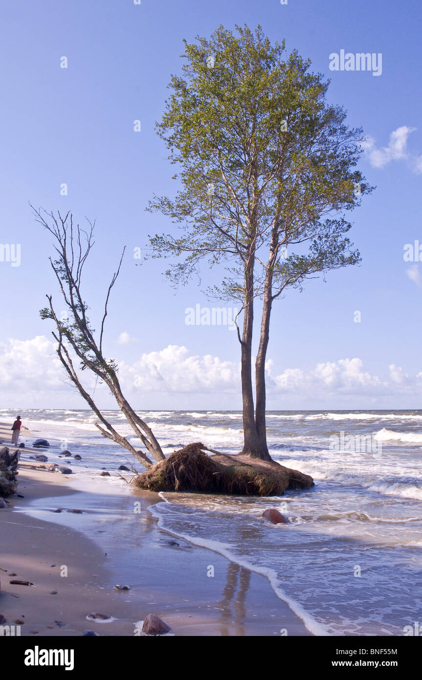 Baltic Beach Karkle in Lituania Foto Stock
