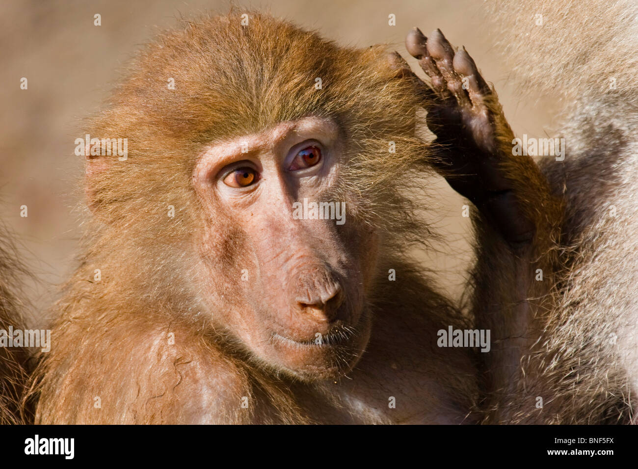 Hamadryas babbuino, sacro babbuino (Papio hamadryas), graffiare la testa Foto Stock