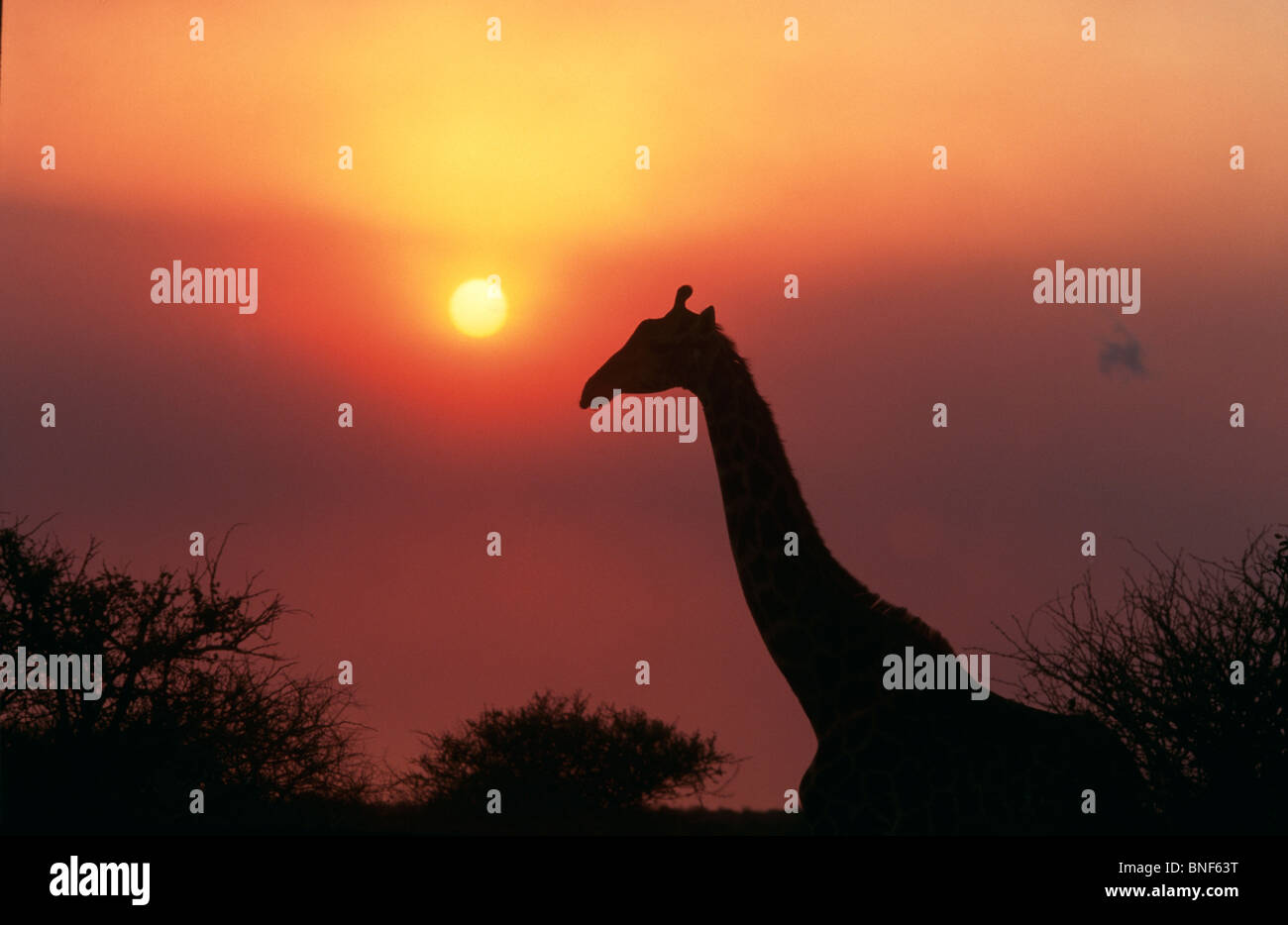 Silhouette di Giraffe (Giraffa Camelopardalis) contro il tramonto, KwaZulu-Natal, Sud Africa Foto Stock