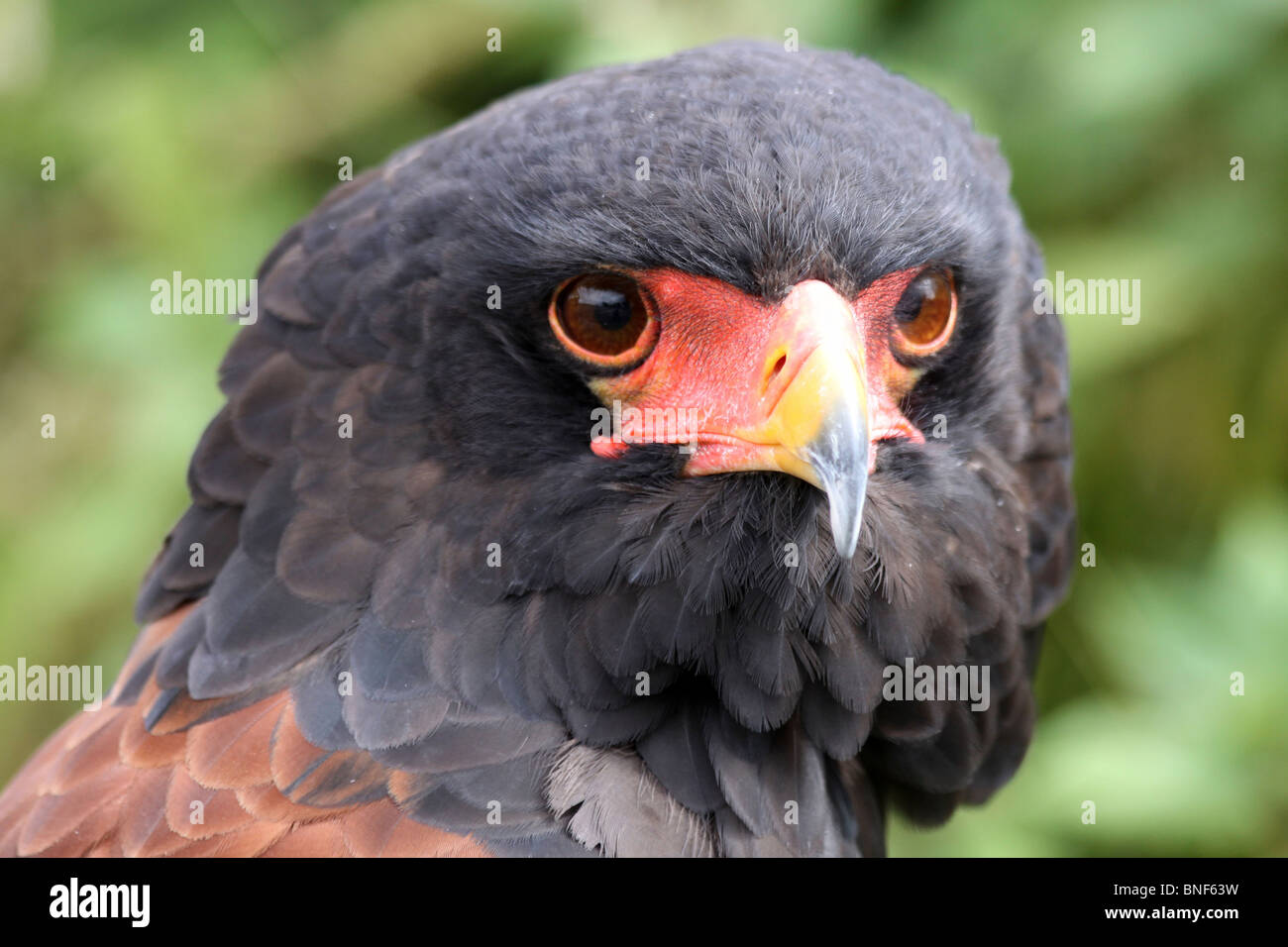 Testa di una Bateleur Terathopius ecaudatus Foto Stock